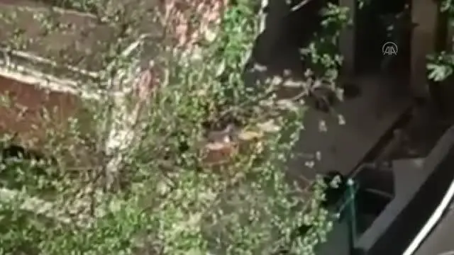 11 köpeğe şiddet uyguladığı belirlenen kadın hakkında yasal işlem başlatıldı 11 köpeğe şiddet uyguladığı belirlenen kadın hakkında yasal işlem başlatıldı