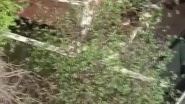 11 köpeğe şiddet uyguladığı belirlenen kadın hakkında yasal işlem başlatıldı 11 köpeğe şiddet uyguladığı belirlenen kadın hakkında yasal işlem başlatıldı