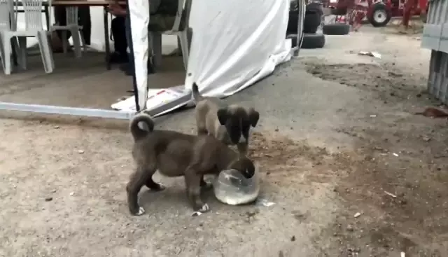 Ağrı'da polis yavru köpekleri sütle besledi Ağrı'da polis yavru köpekleri sütle besledi