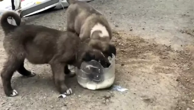 Ağrı'da polis yavru köpekleri sütle besledi Ağrı'da polis yavru köpekleri sütle besledi