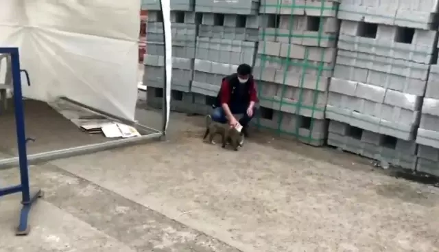 Ağrı'da polis yavru köpekleri sütle besledi Ağrı'da polis yavru köpekleri sütle besledi