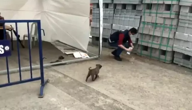 Ağrı'da polis yavru köpekleri sütle besledi Ağrı'da polis yavru köpekleri sütle besledi