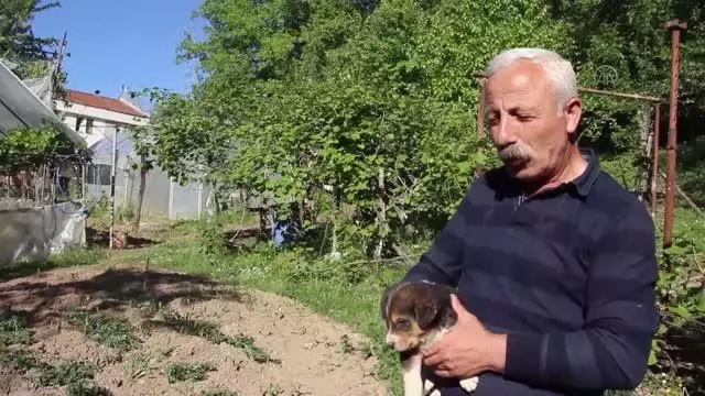 Annesiz kalan 7 köpek yavrusu koruma altına alındı Annesiz kalan 7 köpek yavrusu koruma altına alındı
