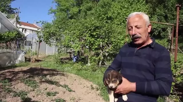 Annesiz kalan 7 köpek yavrusu koruma altına alındı Annesiz kalan 7 köpek yavrusu koruma altına alındı