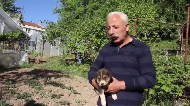 Annesiz kalan 7 köpek yavrusu koruma altına alındı Annesiz kalan 7 köpek yavrusu koruma altına alındı