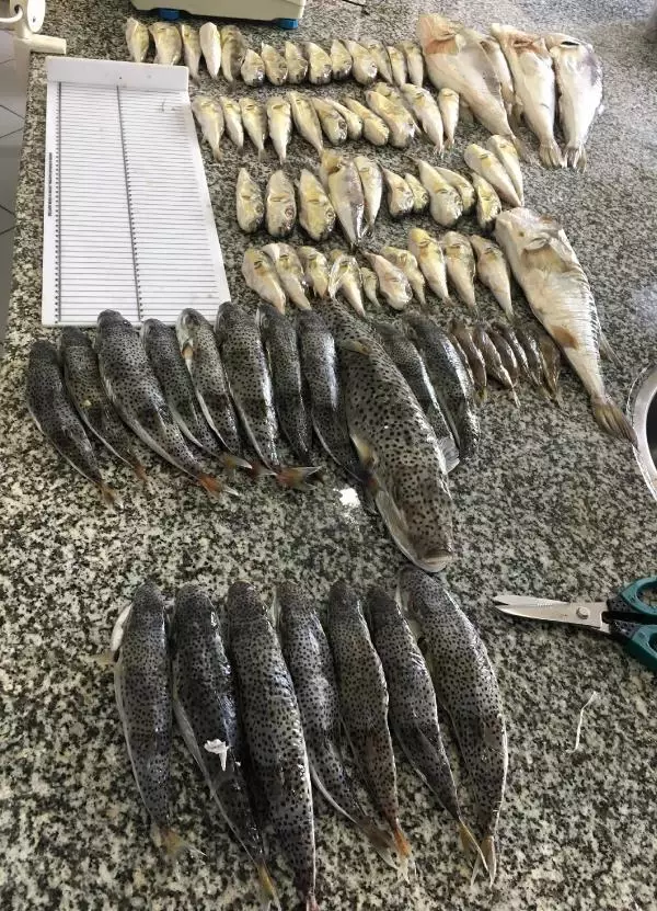 BALON BALIĞI ALIMLARI BAYRAMDAN SONRA BAŞLIYOR BALON BALIĞI ALIMLARI BAYRAMDAN SONRA BAŞLIYOR