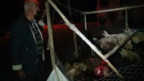 Son dakika haberi! MALATYA BAŞIBOŞ KÖPEKLER 12 KOYUNU ÖLDÜRDÜ 2'SİNİ YARALADI Son dakika haberi! MALATYA BAŞIBOŞ KÖPEKLER 12 KOYUNU ÖLDÜRDÜ 2'SİNİ YARALADI