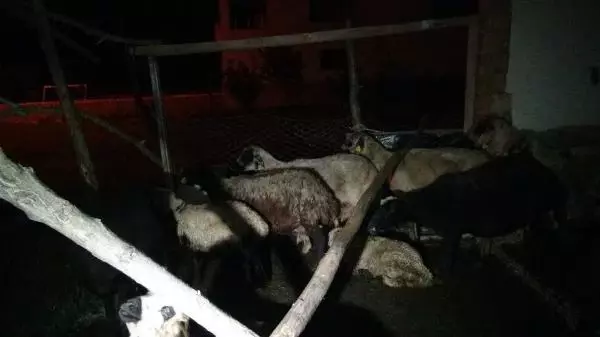 Son dakika haberi! MALATYA BAŞIBOŞ KÖPEKLER 12 KOYUNU ÖLDÜRDÜ 2'SİNİ YARALADI Son dakika haberi! MALATYA BAŞIBOŞ KÖPEKLER 12 KOYUNU ÖLDÜRDÜ 2'SİNİ YARALADI