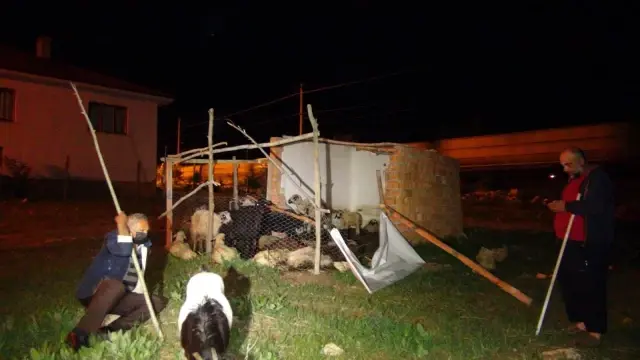 Başıboş köpekler, 12 koyunu telef etti Başıboş köpekler, 12 koyunu telef etti