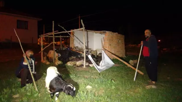 Başıboş köpekler, 12 koyunu telef etti Başıboş köpekler, 12 koyunu telef etti
