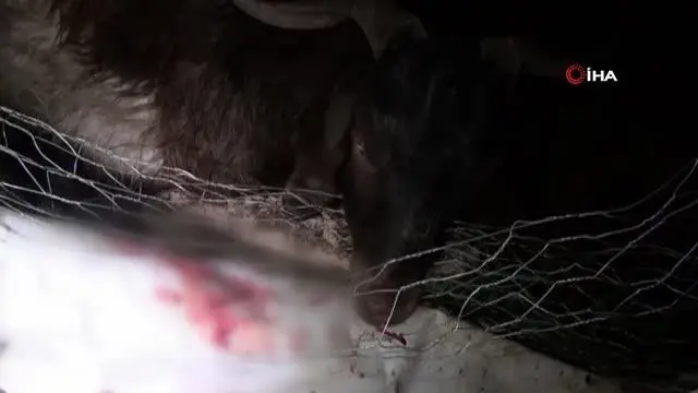 Başıboş köpekler, 12 koyunu telef etti Başıboş köpekler, 12 koyunu telef etti