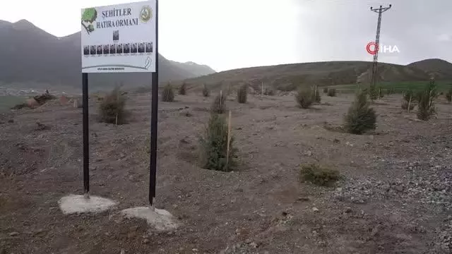 Bitlis'teki helikopter şehitleri anısına hatıra ormanı oluşturuldu Bitlis'teki helikopter şehitleri anısına hatıra ormanı oluşturuldu