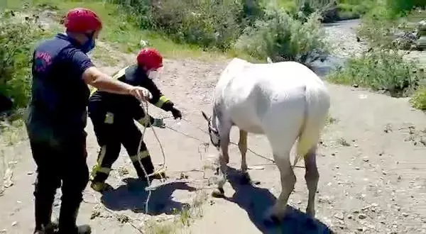 MANİSA ÇAY YATAĞINA BAĞLANIP TERK EDİLEN 2 ATI İTFAİYE KURTARDI MANİSA ÇAY YATAĞINA BAĞLANIP TERK EDİLEN 2 ATI İTFAİYE KURTARDI