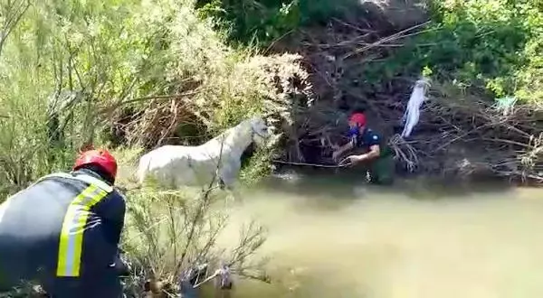 MANİSA ÇAY YATAĞINA BAĞLANIP TERK EDİLEN 2 ATI İTFAİYE KURTARDI MANİSA ÇAY YATAĞINA BAĞLANIP TERK EDİLEN 2 ATI İTFAİYE KURTARDI