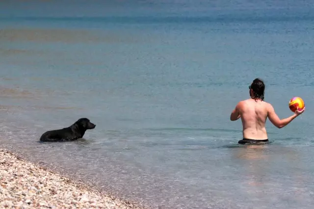 Dünyaca ünlü sahilde sokak köpeğinden turistleri şaşırtan davranış Dünyaca ünlü sahilde sokak köpeğinden turistleri şaşırtan davranış