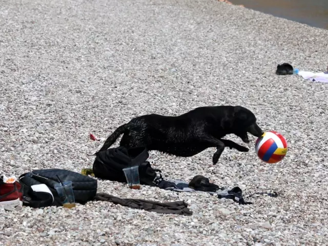 Dünyaca ünlü sahilde sokak köpeğinden turistleri şaşırtan davranış Dünyaca ünlü sahilde sokak köpeğinden turistleri şaşırtan davranış