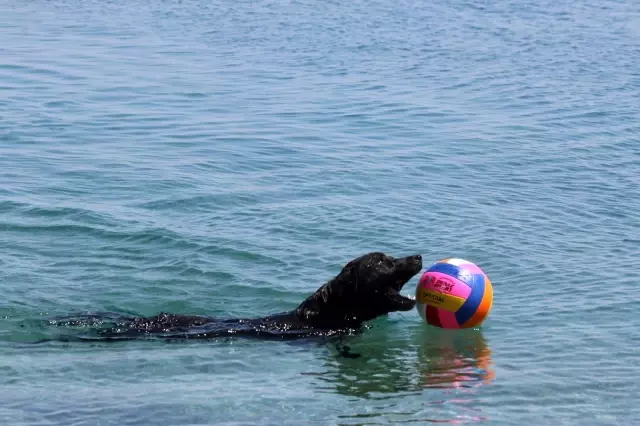 Dünyaca ünlü sahilde sokak köpeğinden turistleri şaşırtan davranış Dünyaca ünlü sahilde sokak köpeğinden turistleri şaşırtan davranış