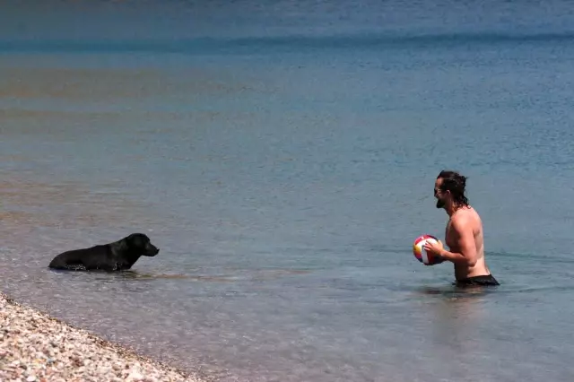 Dünyaca ünlü sahilde sokak köpeğinden turistleri şaşırtan davranış Dünyaca ünlü sahilde sokak köpeğinden turistleri şaşırtan davranış