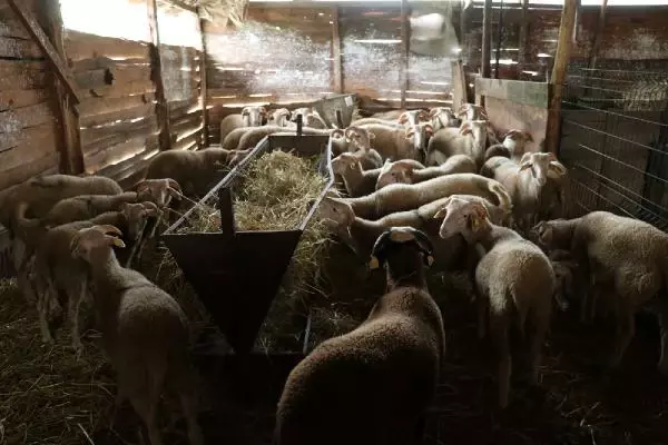 EŞİNİ KAYBEDEN ANNE, ÇOBANLIK YAPARAK KIZINI OKUTUYOR