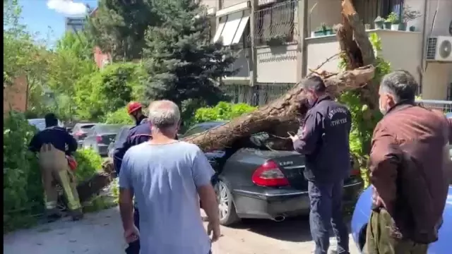 Kadıköy'de otomobillerin üzerine ağaç devrildi Kadıköy'de otomobillerin üzerine ağaç devrildi
