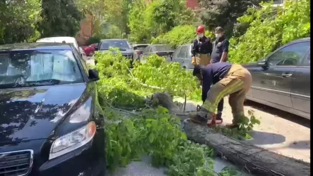 Kadıköy'de otomobillerin üzerine ağaç devrildi Kadıköy'de otomobillerin üzerine ağaç devrildi