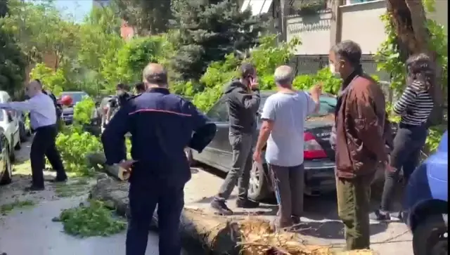 Kadıköy'de otomobillerin üzerine ağaç devrildi Kadıköy'de otomobillerin üzerine ağaç devrildi