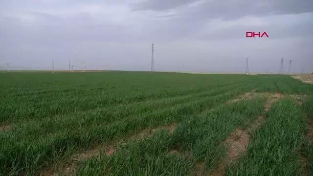 KONYA HUBUBAT HASADINDA ALARM BİÇERDÖVERLER TARLALARA GİRMEYEBİLİR KONYA HUBUBAT HASADINDA ALARM BİÇERDÖVERLER TARLALARA GİRMEYEBİLİR