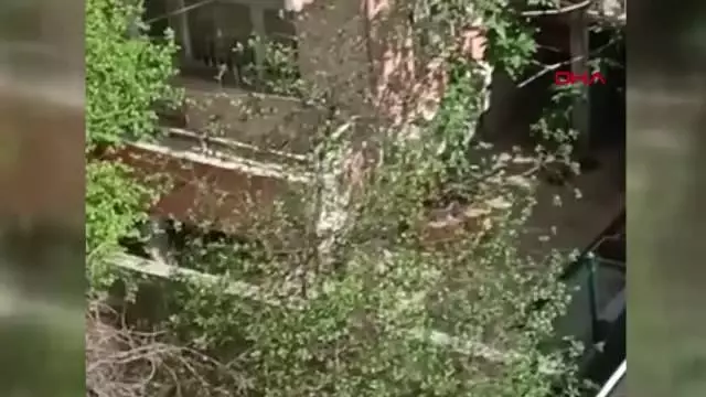 Son dakika haberleri | KONYA KÖPEKLERİNE EZİYET EDEN KADIN GÖZALTINA ALINDI Son dakika haberleri | KONYA KÖPEKLERİNE EZİYET EDEN KADIN GÖZALTINA ALINDI
