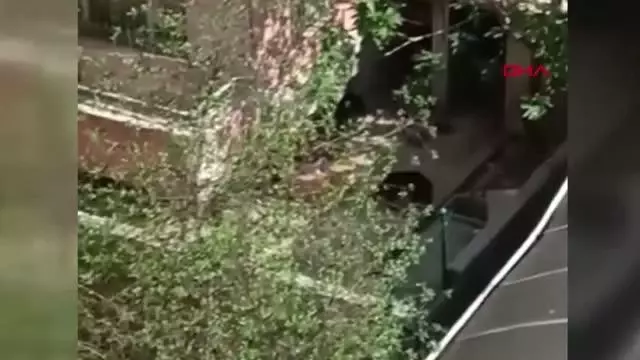 Son dakika haberleri | KONYA KÖPEKLERİNE EZİYET EDEN KADIN GÖZALTINA ALINDI Son dakika haberleri | KONYA KÖPEKLERİNE EZİYET EDEN KADIN GÖZALTINA ALINDI