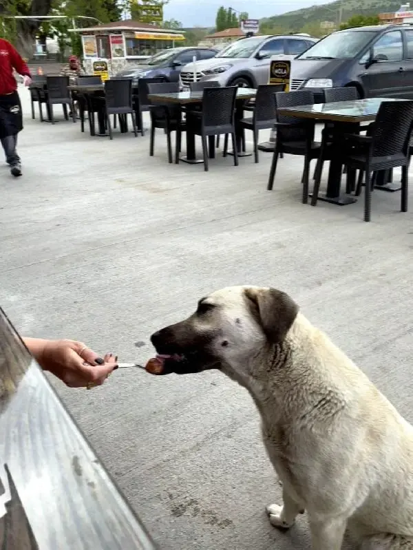 KÖPEĞE KAŞIKLA YEMEK YEDİRDİ, TARTIŞMA KONUSU OLDU KÖPEĞE KAŞIKLA YEMEK YEDİRDİ, TARTIŞMA KONUSU OLDU