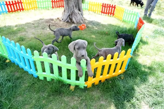 11 köpeğe şiddet uyguladığı belirlenen kadın hakkında yasal işlem başlatıldı 11 köpeğe şiddet uyguladığı belirlenen kadın hakkında yasal işlem başlatıldı