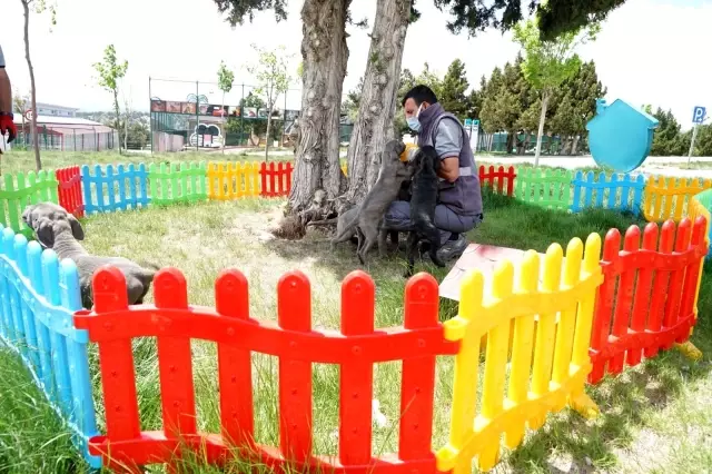 11 köpeğe şiddet uyguladığı belirlenen kadın hakkında yasal işlem başlatıldı 11 köpeğe şiddet uyguladığı belirlenen kadın hakkında yasal işlem başlatıldı