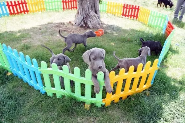 Son dakika haberleri | KONYA KÖPEKLERİNE EZİYET EDEN KADIN GÖZALTINA ALINDI Son dakika haberleri | KONYA KÖPEKLERİNE EZİYET EDEN KADIN GÖZALTINA ALINDI