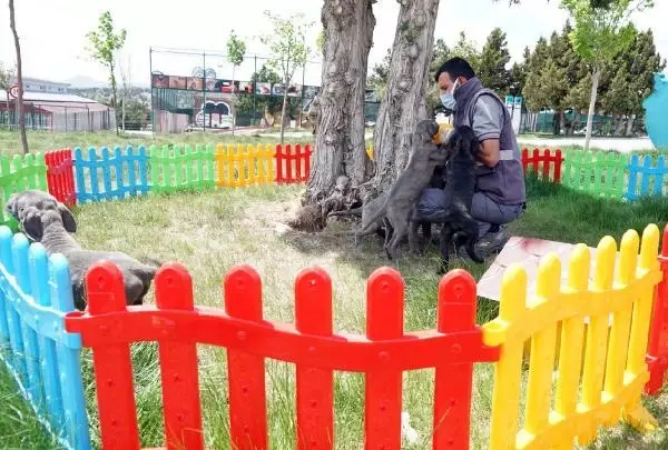 Son dakika haberleri | KONYA KÖPEKLERİNE EZİYET EDEN KADIN GÖZALTINA ALINDI Son dakika haberleri | KONYA KÖPEKLERİNE EZİYET EDEN KADIN GÖZALTINA ALINDI