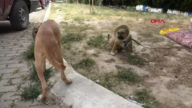 Kulakları jiletle kesilen yavru köpek sağlığına kavuştu Kulakları jiletle kesilen yavru köpek sağlığına kavuştu