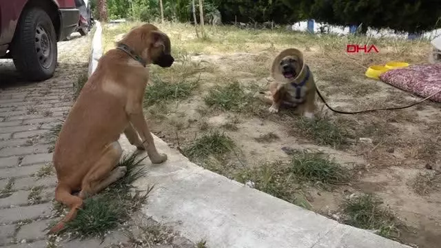 Kulakları jiletle kesilen yavru köpek sağlığına kavuştu Kulakları jiletle kesilen yavru köpek sağlığına kavuştu