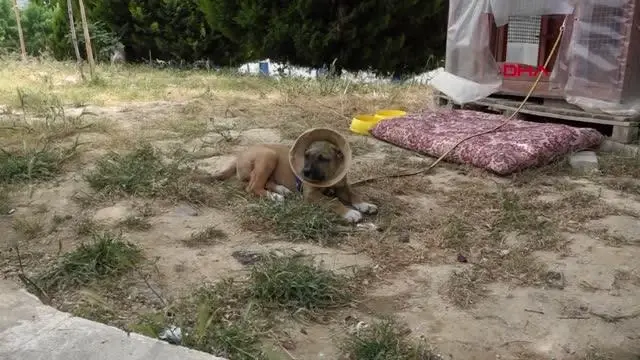 Kulakları jiletle kesilen yavru köpek sağlığına kavuştu Kulakları jiletle kesilen yavru köpek sağlığına kavuştu