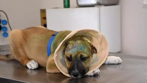Kulakları jiletle kesilen yavru köpek sağlığına kavuştu Kulakları jiletle kesilen yavru köpek sağlığına kavuştu
