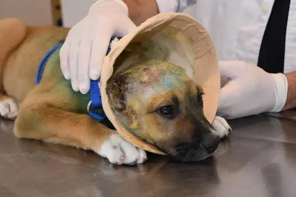 Kulakları jiletle kesilen yavru köpek sağlığına kavuştu Kulakları jiletle kesilen yavru köpek sağlığına kavuştu