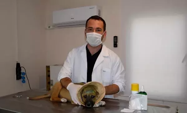 Kulakları jiletle kesilen yavru köpek sağlığına kavuştu Kulakları jiletle kesilen yavru köpek sağlığına kavuştu