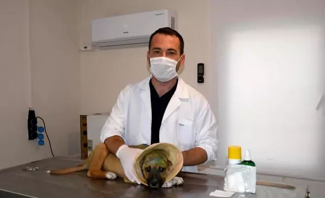 Kuşadası Belediyesi'nden kulakları kesilen yavru köpeğe şefkat eli Kuşadası Belediyesi'nden kulakları kesilen yavru köpeğe şefkat eli