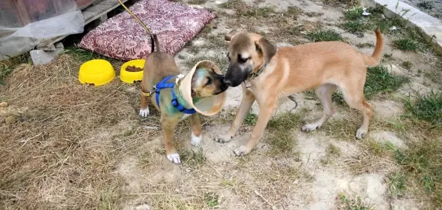 Kuşadası Belediyesi'nden kulakları kesilen yavru köpeğe şefkat eli Kuşadası Belediyesi'nden kulakları kesilen yavru köpeğe şefkat eli
