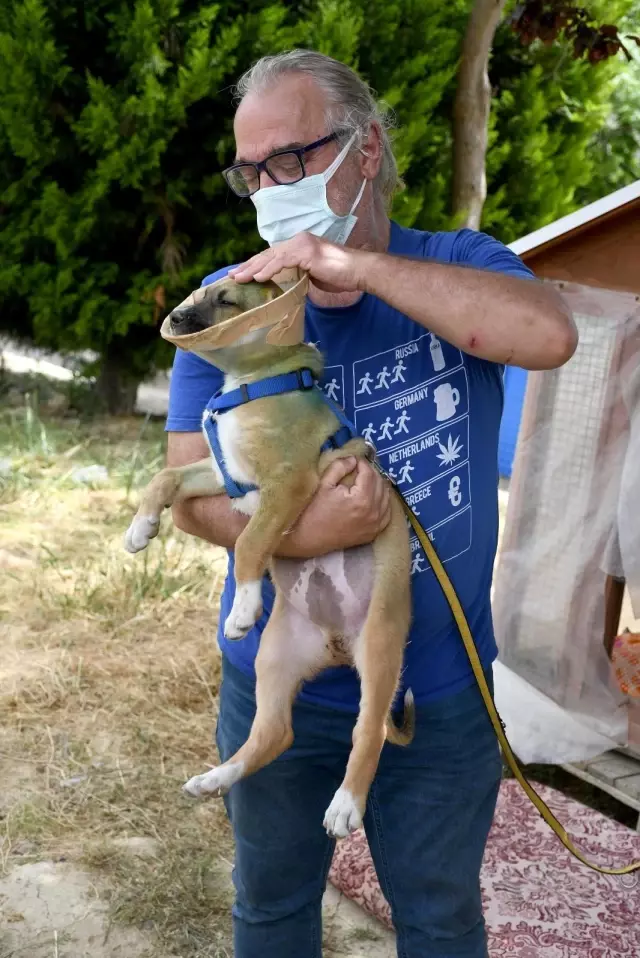 Kuşadası Belediyesi'nden kulakları kesilen yavru köpeğe şefkat eli Kuşadası Belediyesi'nden kulakları kesilen yavru köpeğe şefkat eli