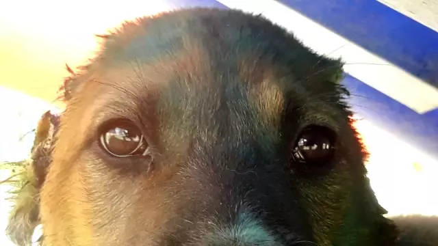 Kuşadası'nda yavru köpeğin kulağını kesip yola attılar Kuşadası'nda yavru köpeğin kulağını kesip yola attılar