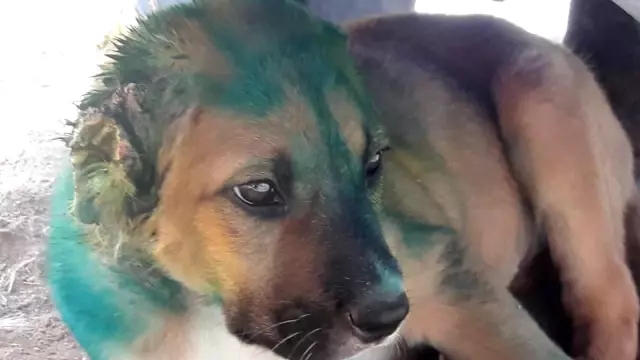 Kuşadası'nda yavru köpeğin kulağını kesip yola attılar Kuşadası'nda yavru köpeğin kulağını kesip yola attılar