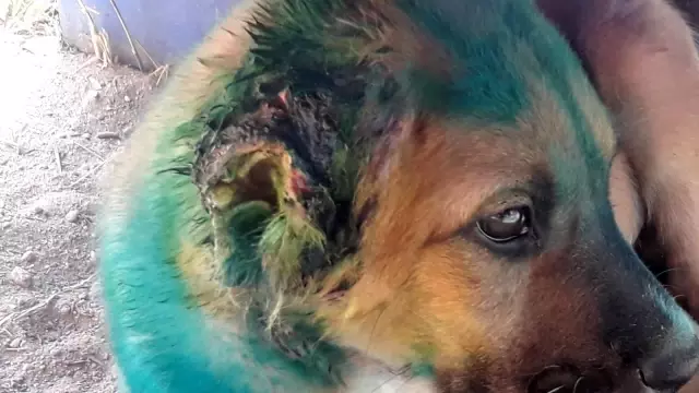 Kuşadası'nda yavru köpeğin kulağını kesip yola attılar Kuşadası'nda yavru köpeğin kulağını kesip yola attılar