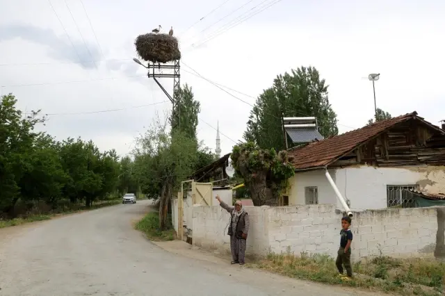 Leylek ailesi, Zeliha teyzeye 15 yıldır komşuluk yapıyor Leylek ailesi, Zeliha teyzeye 15 yıldır komşuluk yapıyor
