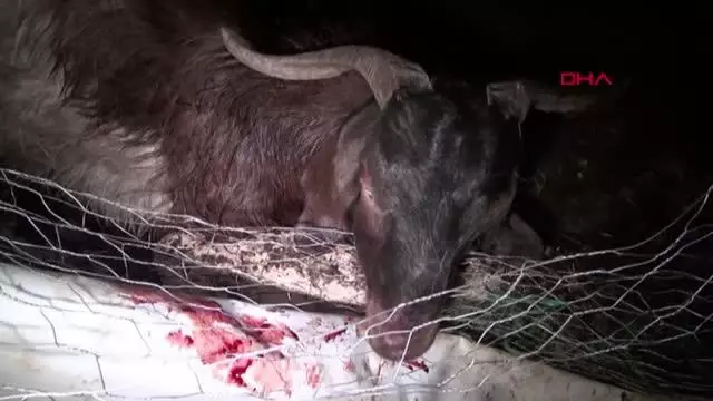Son dakika haberi! MALATYA BAŞIBOŞ KÖPEKLER 12 KOYUNU ÖLDÜRDÜ 2'SİNİ YARALADI Son dakika haberi! MALATYA BAŞIBOŞ KÖPEKLER 12 KOYUNU ÖLDÜRDÜ 2'SİNİ YARALADI