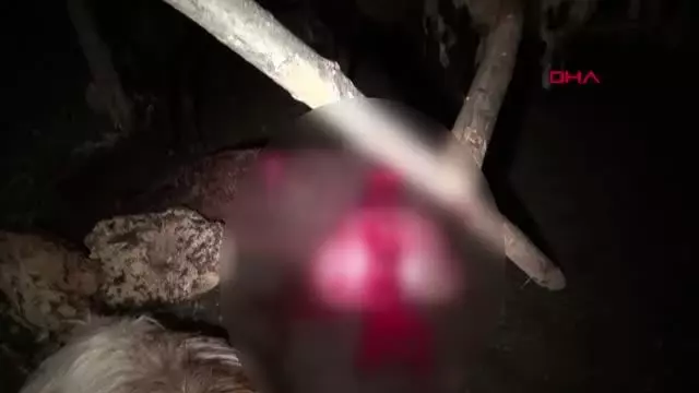 Son dakika haberi! MALATYA BAŞIBOŞ KÖPEKLER 12 KOYUNU ÖLDÜRDÜ 2'SİNİ YARALADI Son dakika haberi! MALATYA BAŞIBOŞ KÖPEKLER 12 KOYUNU ÖLDÜRDÜ 2'SİNİ YARALADI