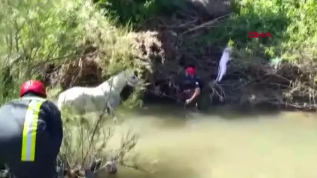 MANİSA ÇAY YATAĞINA BAĞLANIP TERK EDİLEN 2 ATI İTFAİYE KURTARDI MANİSA ÇAY YATAĞINA BAĞLANIP TERK EDİLEN 2 ATI İTFAİYE KURTARDI